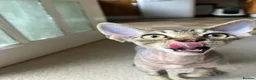 Devon Rex cats for sale: Devon Rex TICA registered kitten boy - Advert 3
