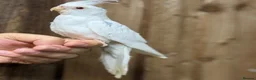 Mixed Breed birds for sale: Baby cocktails  - Advert 3