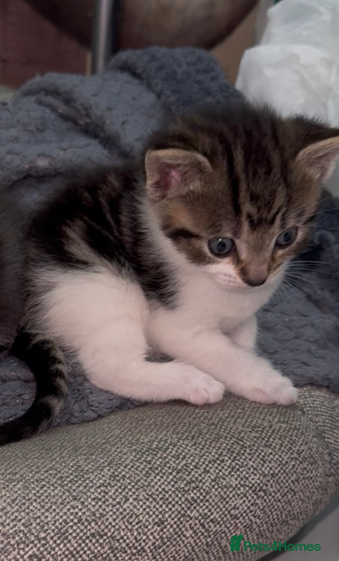 Mixed Breed cats for sale: 3 ,8 week old kittens available 2 male , 1 female  - Advert 5