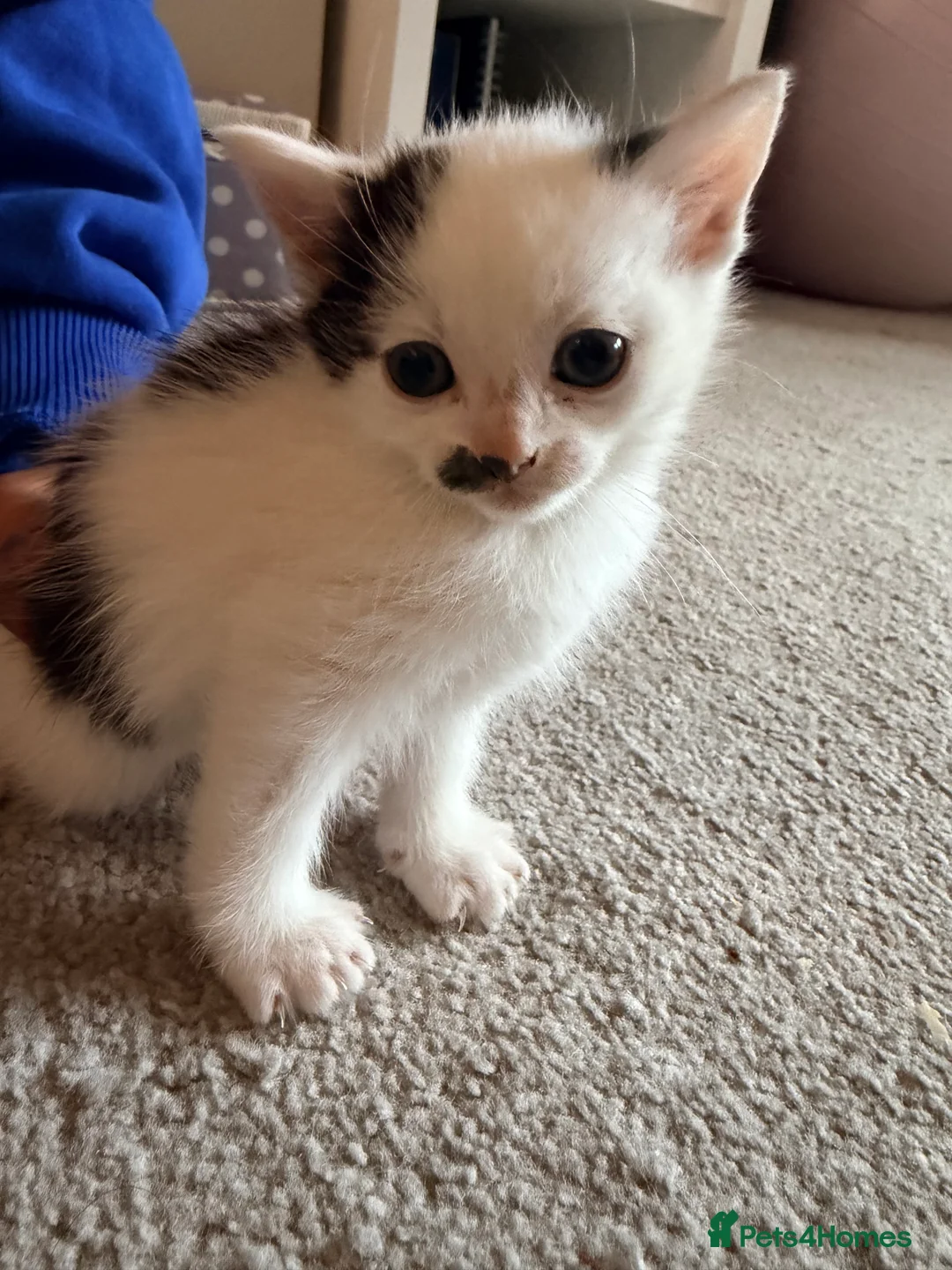Mixed Breed cats for sale: Two little babies looking for their forever homes - Advert 3
