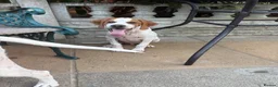 Pointer dogs for sale: Gorgeous Pointer Puppies looking for new homes - Advert 11
