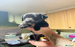 Mixed Breed dogs for sale: Male cocker-jack - Image 3