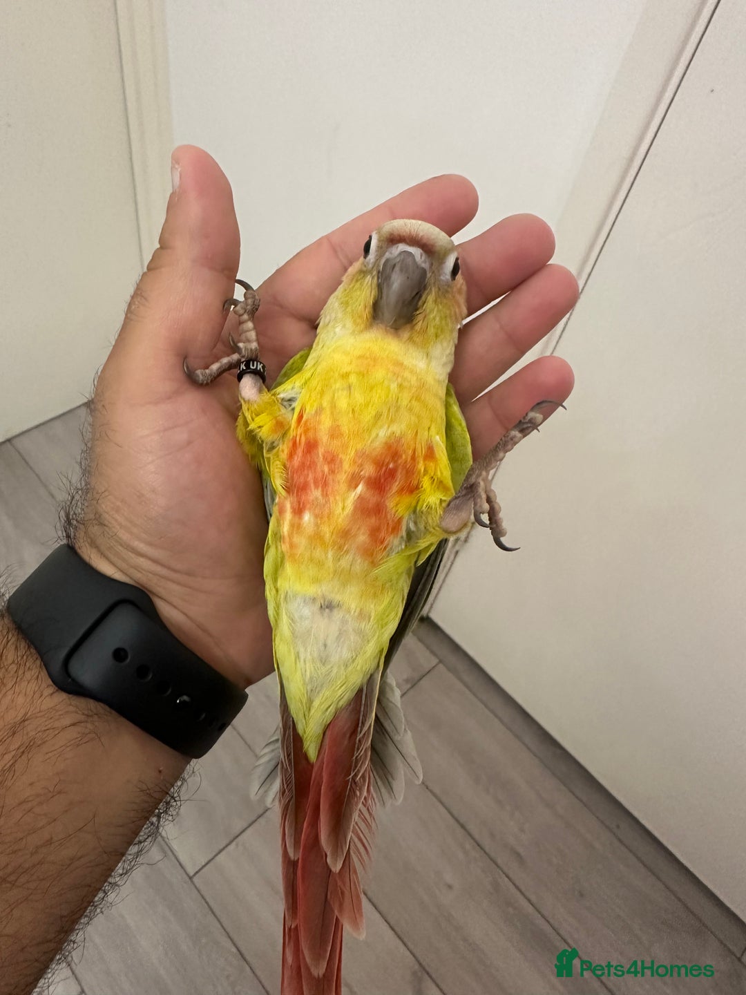 Parakeets birds for sale: Baby silly tame American dilute conure  - Image 1