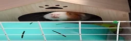 Guinea Pig rodents for sale: Willow and Oakley  in Darlington - Advert 4