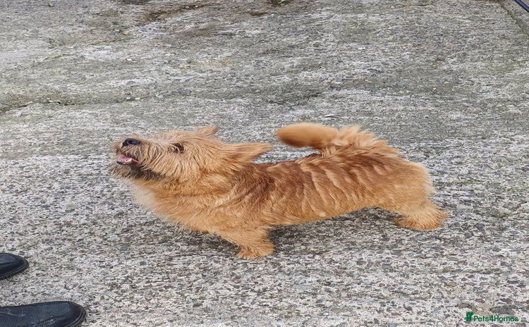 Norwich Terrier dogs - Advert 1