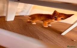 British Shorthair cats for sale: 6 British shorthair/calico kittens ready now - Image 6