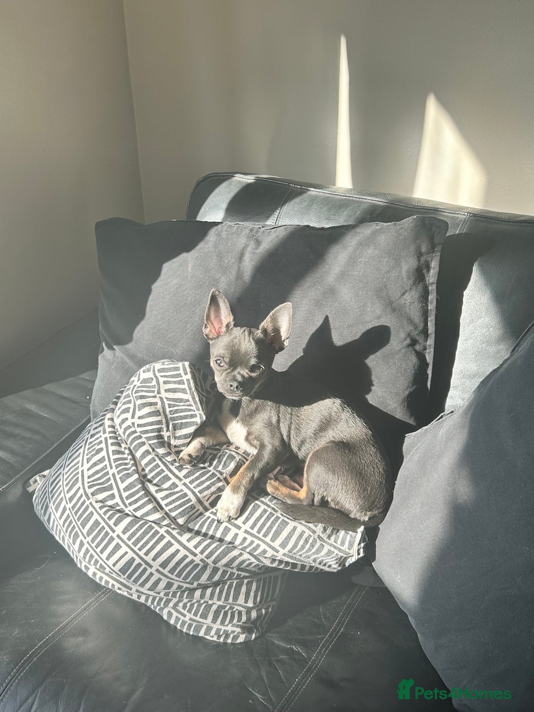 Chihuahua dogs for stud: Stud only. Full pedigree lilac chihuahua £300 - Advert 13