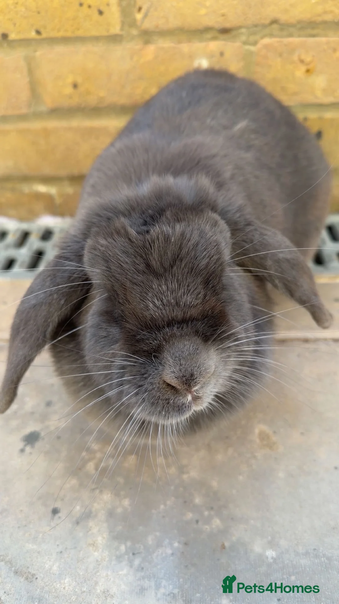 Mixed Breed rabbits for sale: Pip the bun in Brighton - Advert 2