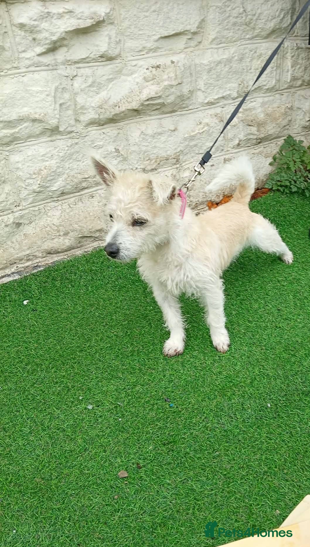Mixed Breed dogs Westie X terrier  - Advert 1