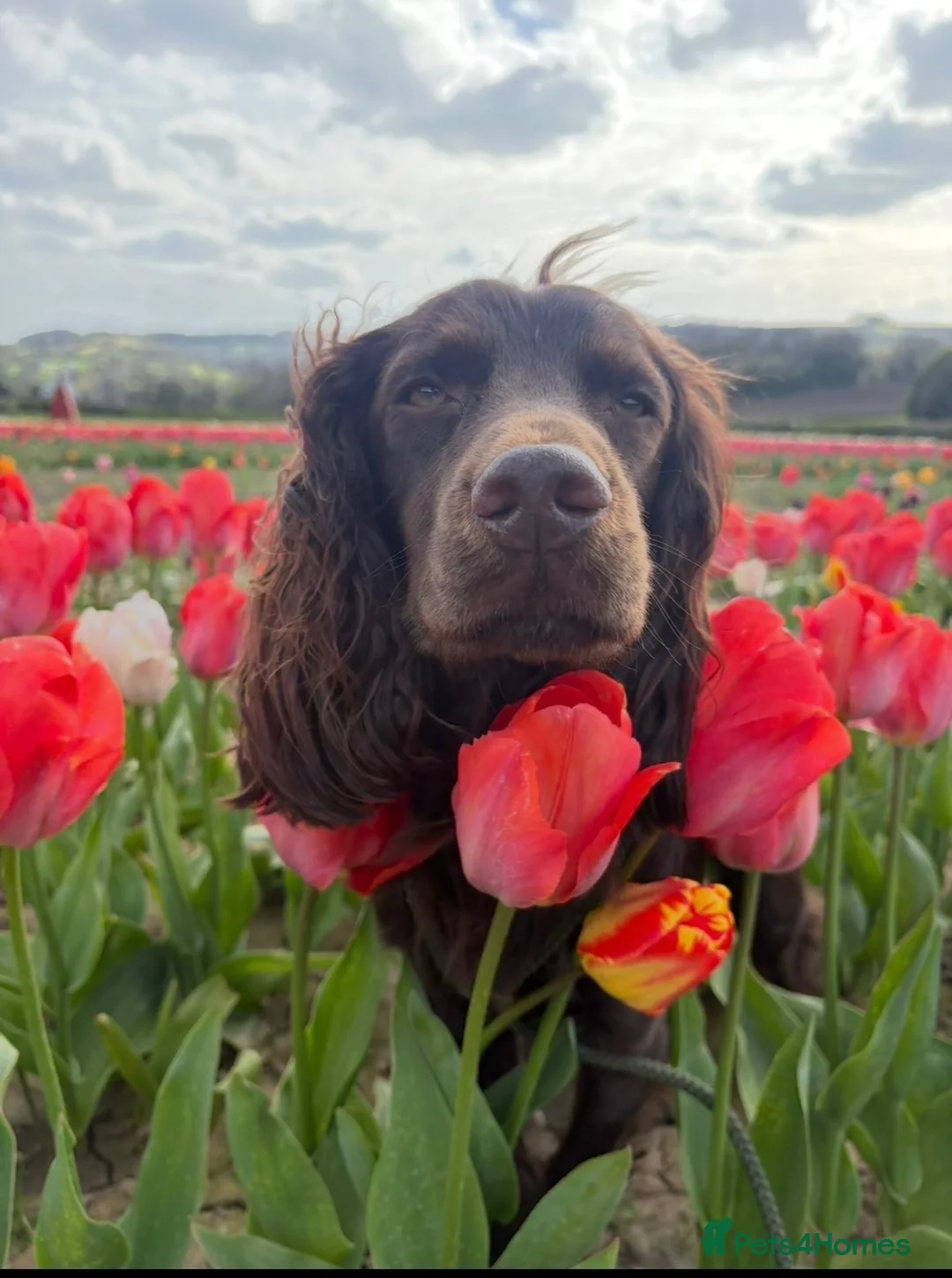 Cocker Spaniel dogs for stud: Working cocker spaniel for stud  in Alfreton - Advert 1