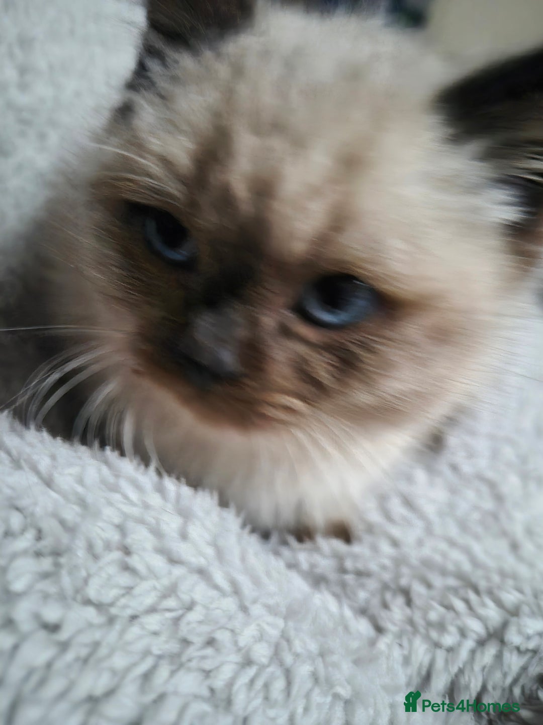 Snowshoe cats for sale: Pedigree Tica reg seal point snowshoe boy  - Advert 11
