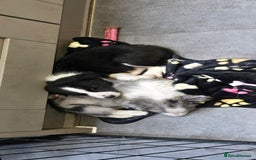 Border Collie dogs for sale: Beautiful Border Collie Puppies - Image 8