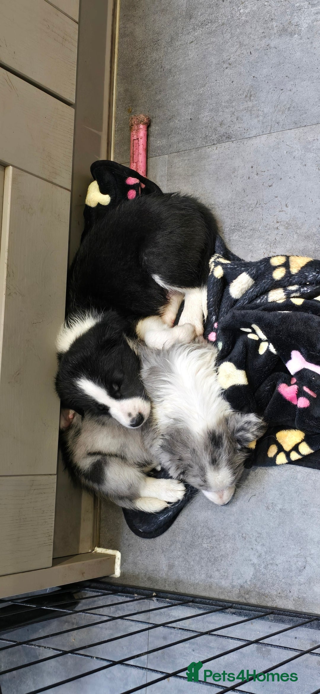 Border Collie dogs for sale: Beautiful Border Collie Puppies - Image 8