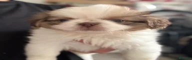 Shih Tzu 1