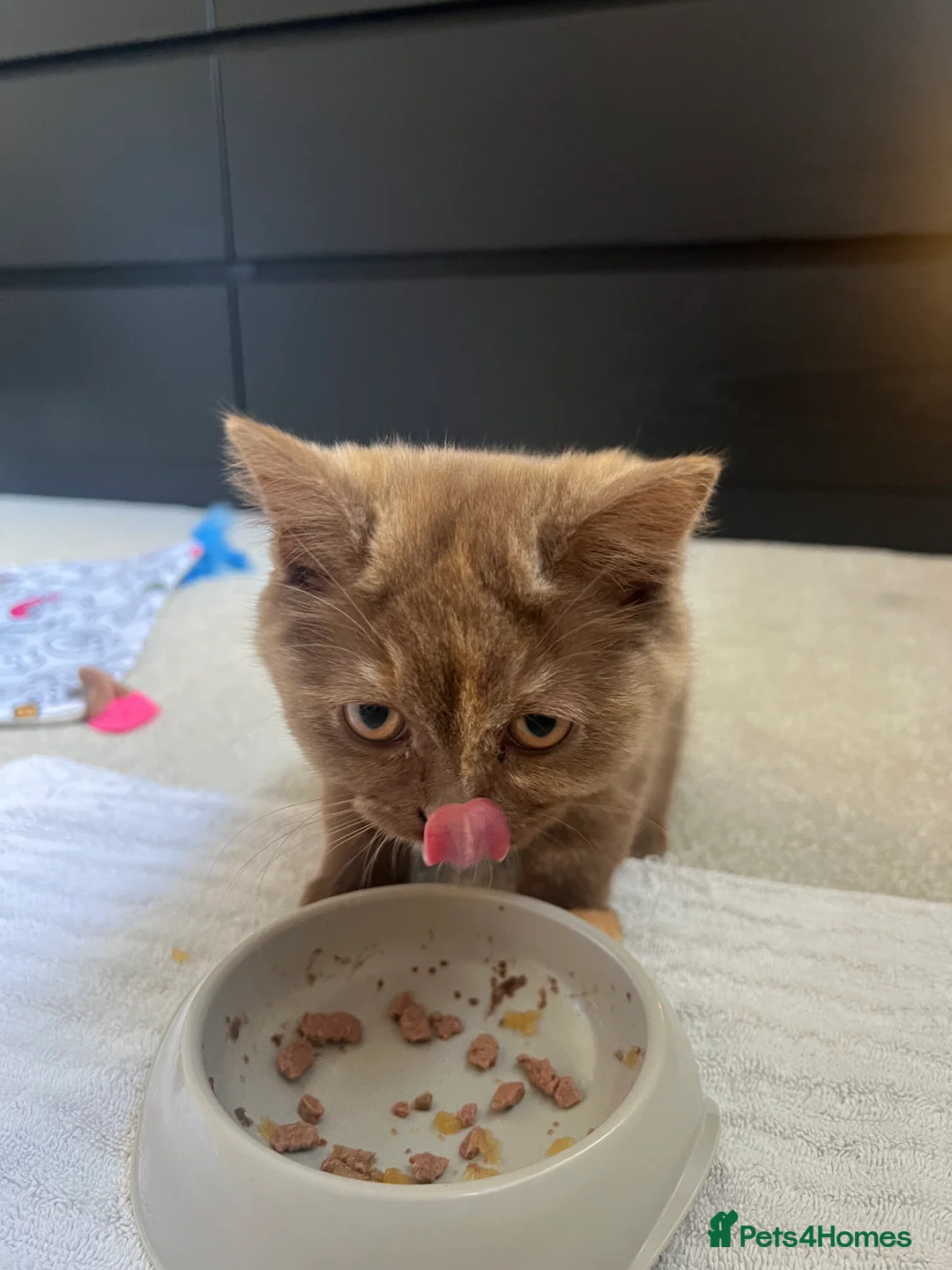 British Shorthair cats for sale: Cinnamon tortie British long hair female - Advert 13