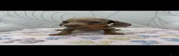 Miniature Dachshund dogs for sale: Miniature Dachshund - Advert 23