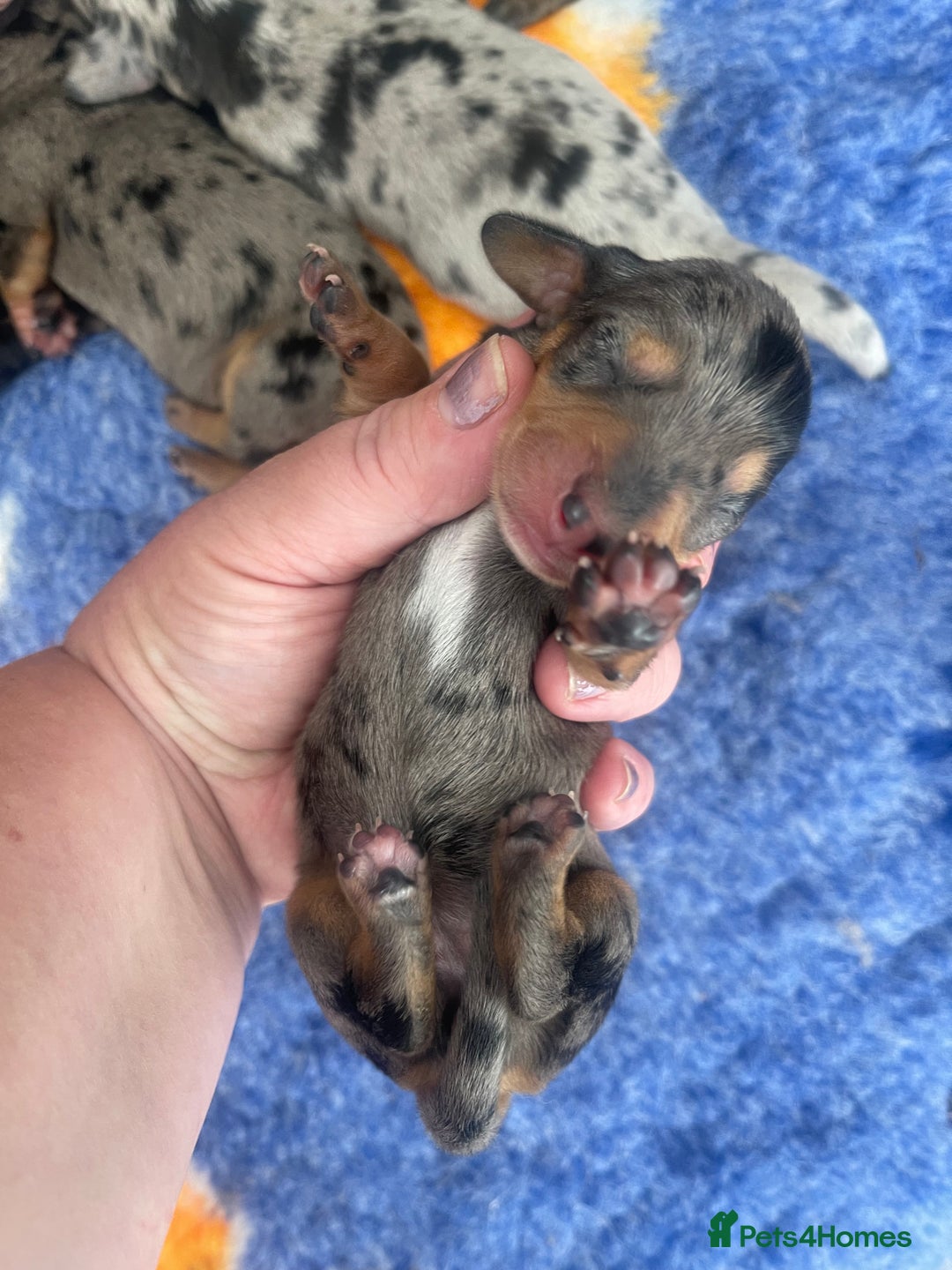 Miniature Dachshund dogs for sale: Pra clear mini smooth dachshund pups - Image 14