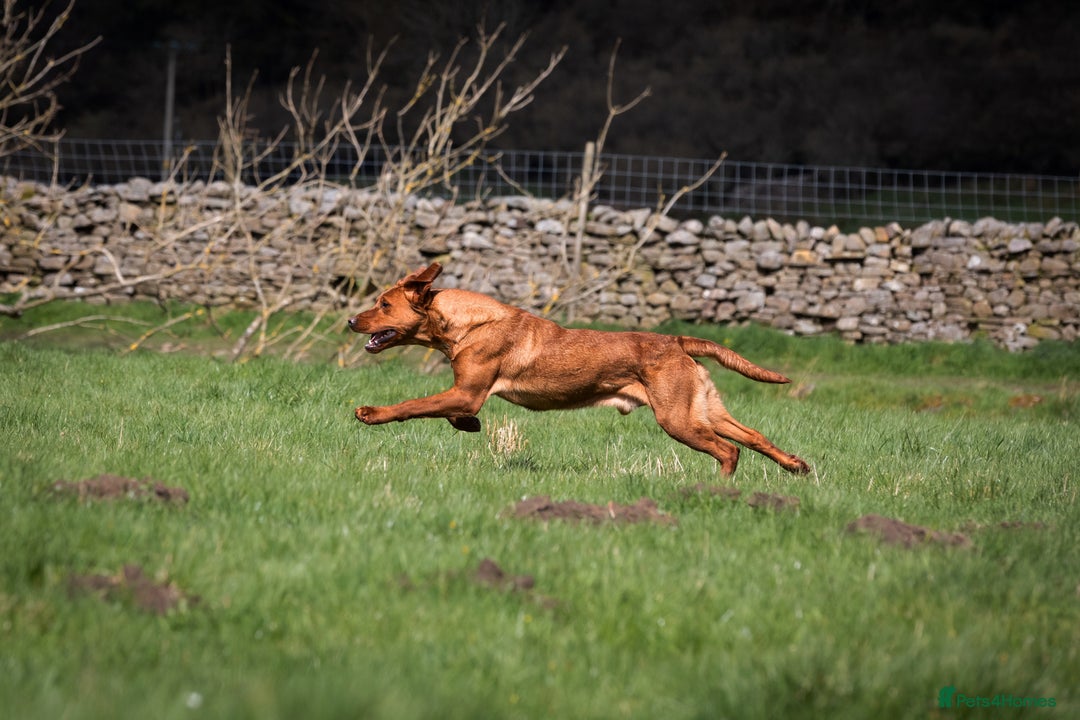Labrador Retriever dogs for stud: ✨PROVEN FULLY HEALTH TESTED WORKING RED LABRADOR✨ in Hawes - Advert 9