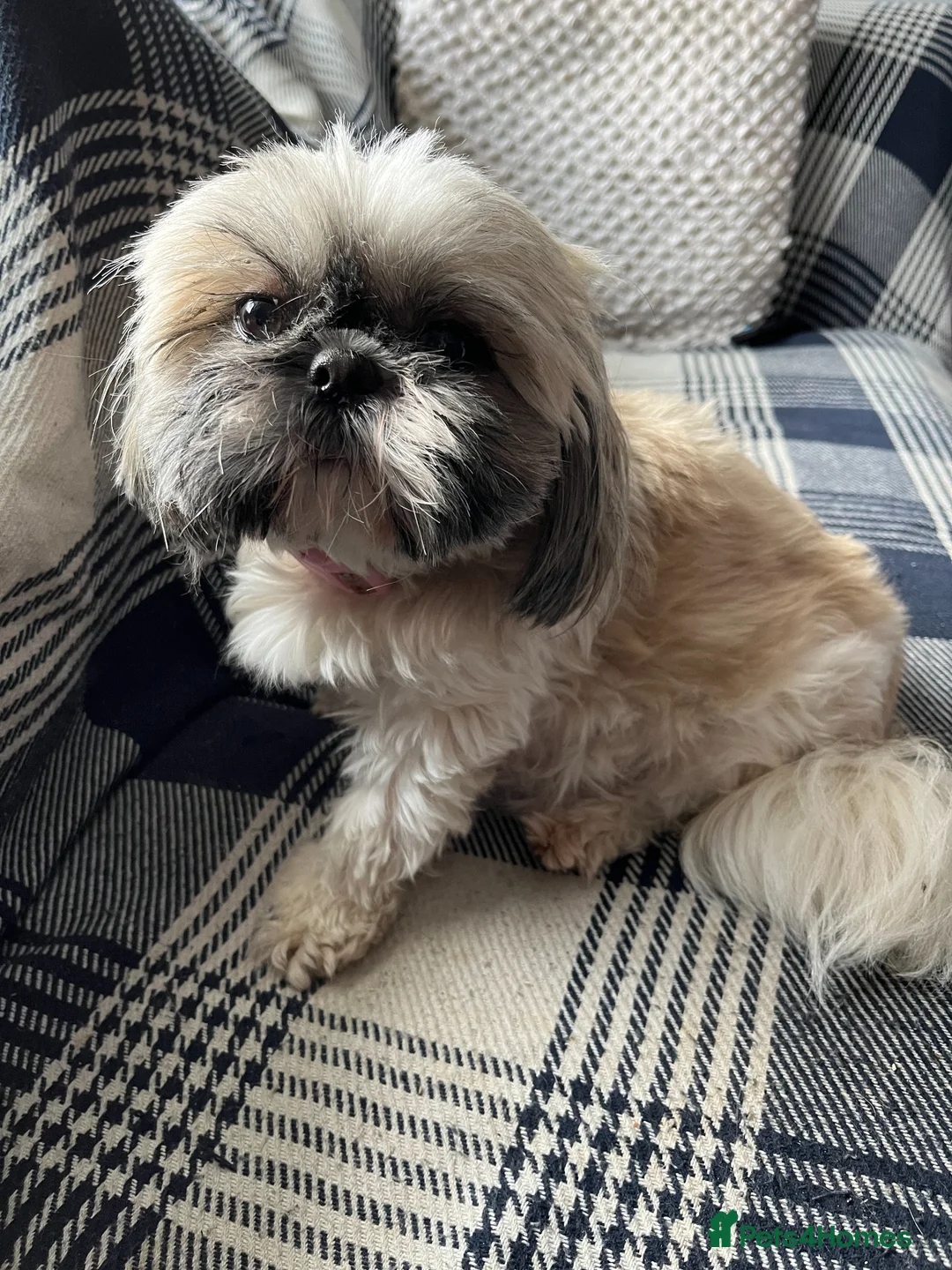 Shih Tzu dogs for sale: Adorable Imperial Puppies Ready for Loving Homes! in Bolton - Advert 19