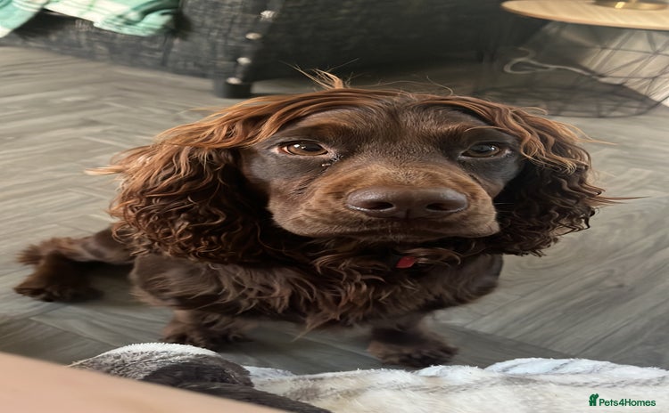 Cocker Spaniel dogs - Advert 1