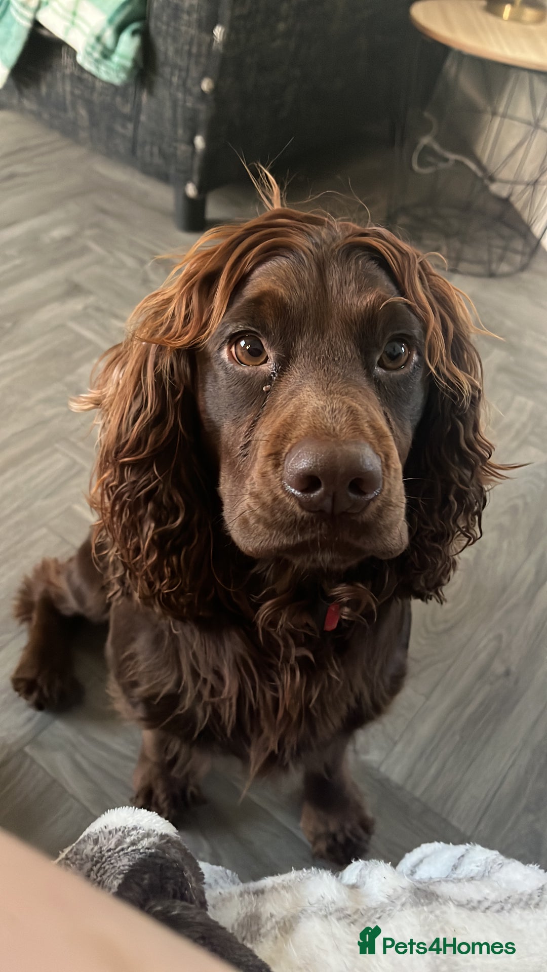 Cocker Spaniel dogs for stud: KC DNA CLEAR PROVEN STUD - Image 1