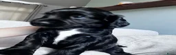 Cocker Spaniel dogs for sale: Gorgeous cocker spaniel puppies - Advert 5