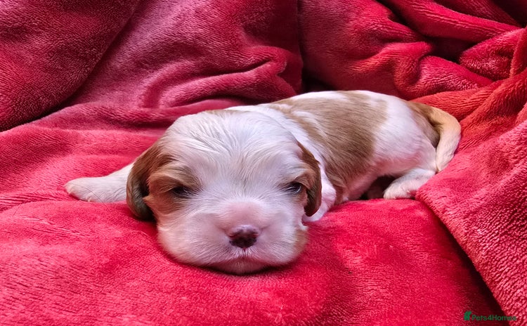 Cavalier King Charles Spaniel dogs - Advert 7