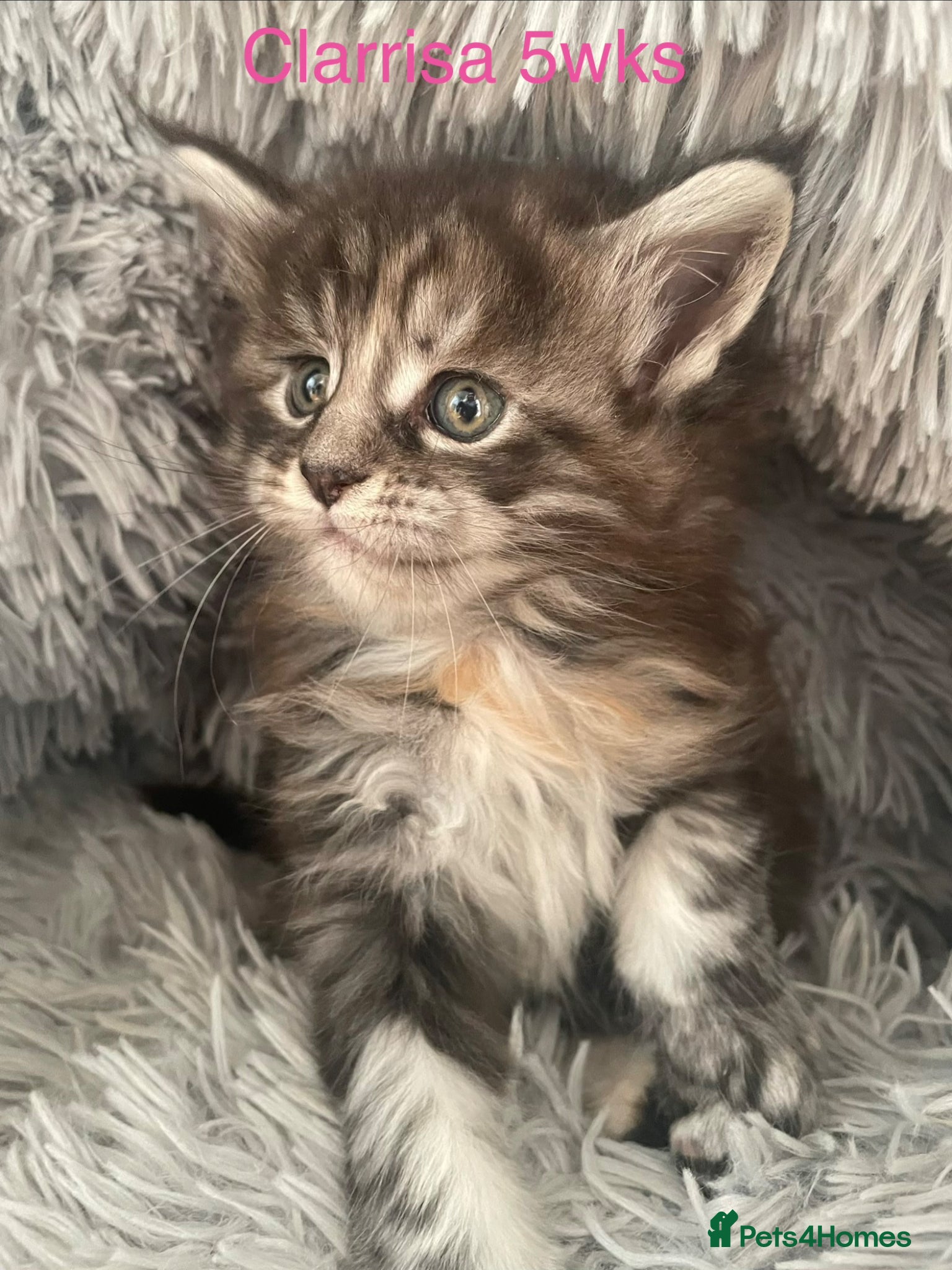 Maine Coon cats Adorable Maine Coon Kittens  - Advert 4