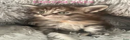 Maine Coon cats for sale: Adorable Maine Coon Kittens  - Advert 2