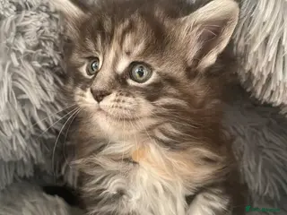 Maine Coon cats Adorable Maine Coon Kittens - Advert 4