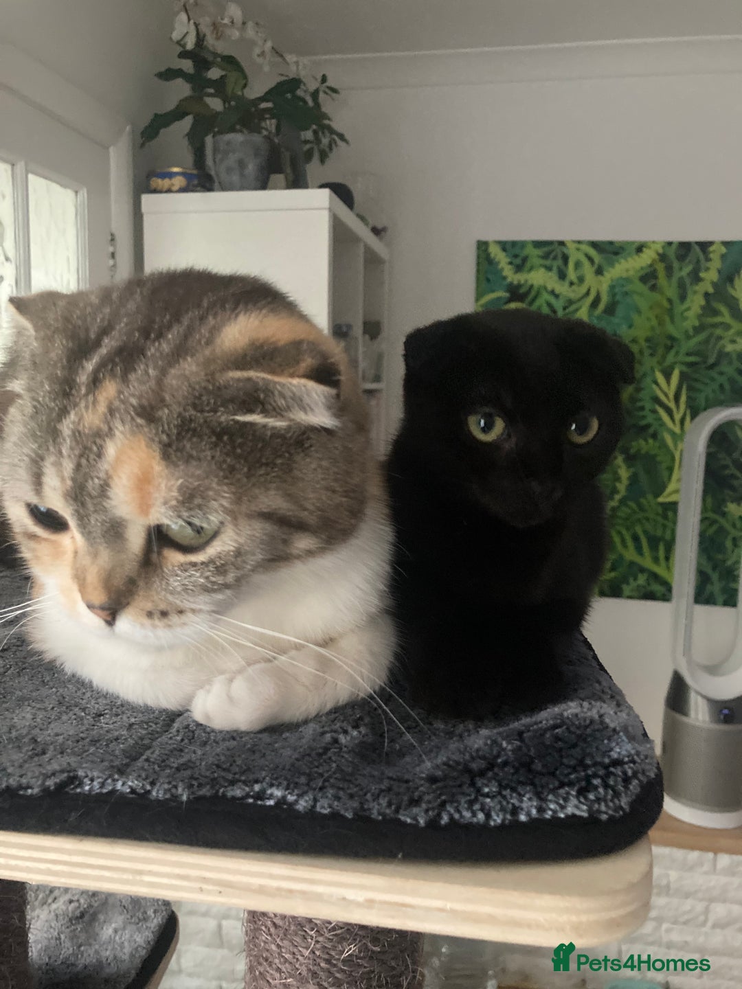 Scottish Fold cats for sale: Cute kittens  - Image 4