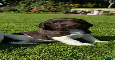 English Springer Spaniel dogs - Advert 15