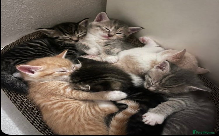 Mixed Breed cats - Advert 9