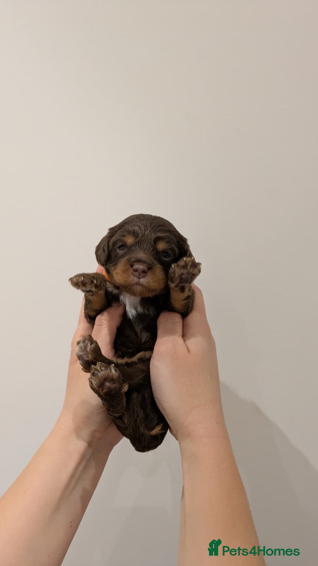 Cavapoo dogs for sale: F1 Cavapoos - Parents DNA Health Tested  - Advert 20