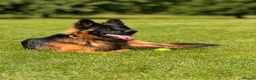 German Shepherd dogs for sale: Long Coat GSD black & tan  - Advert 6