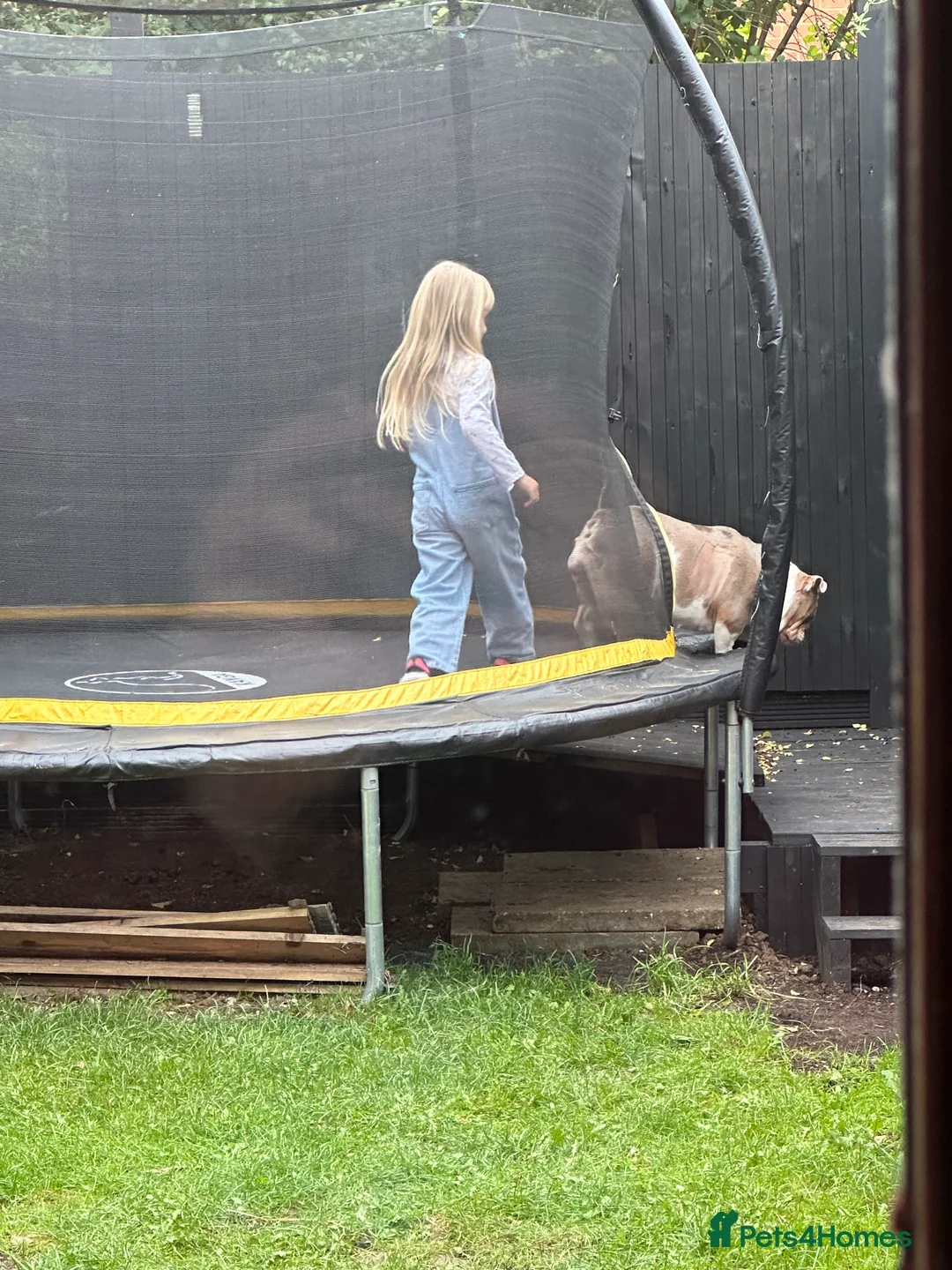 English Bulldog dogs for sale: Bella Baby - Advert 12