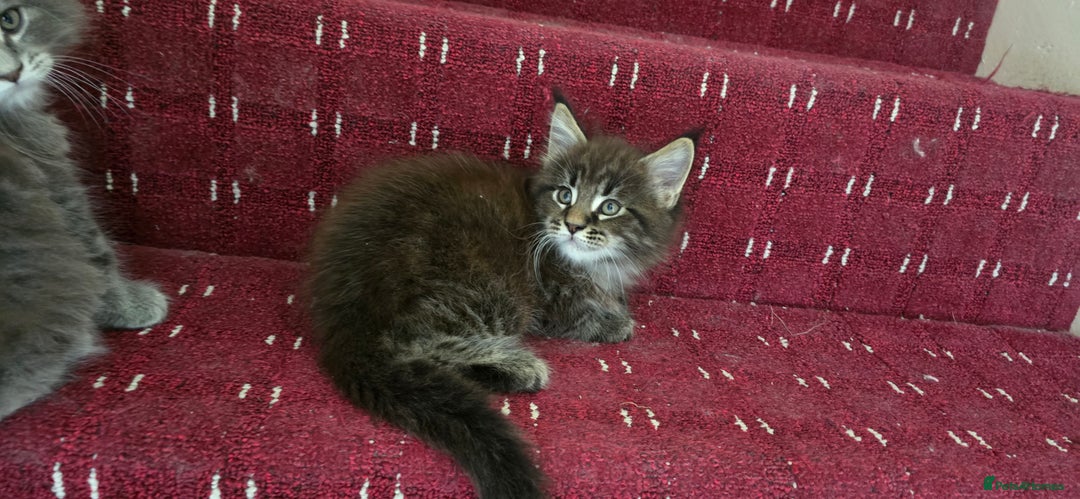 Maine Coon cats for sale: Maine coon kittens - Image 7