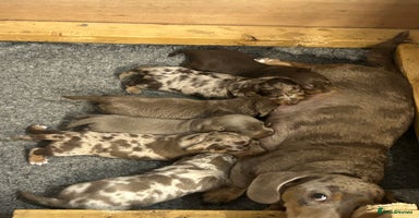 Dachshund dogs - Advert 12