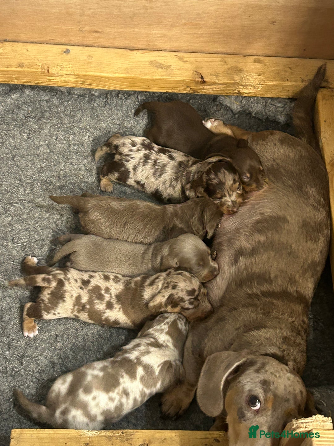 Dachshund dogs for sale: Kc puppy’s available now  - Image 2