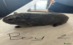 Guinea Pig rodents for sale: 3 Male Guinea Pigs - Image 6