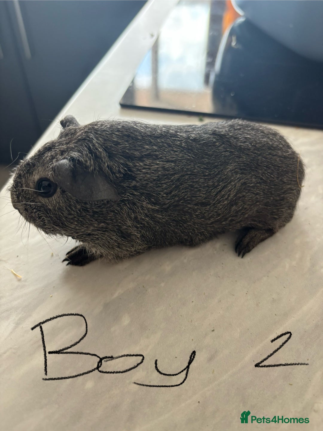 Guinea Pig rodents for sale: 3 Male Guinea Pigs - Image 6