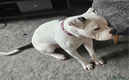 Mixed Breed dogs for sale: Daisy is a one year old American Bully X Boxer   - Image 1
