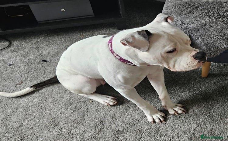 Mixed Breed dogs - Advert 1