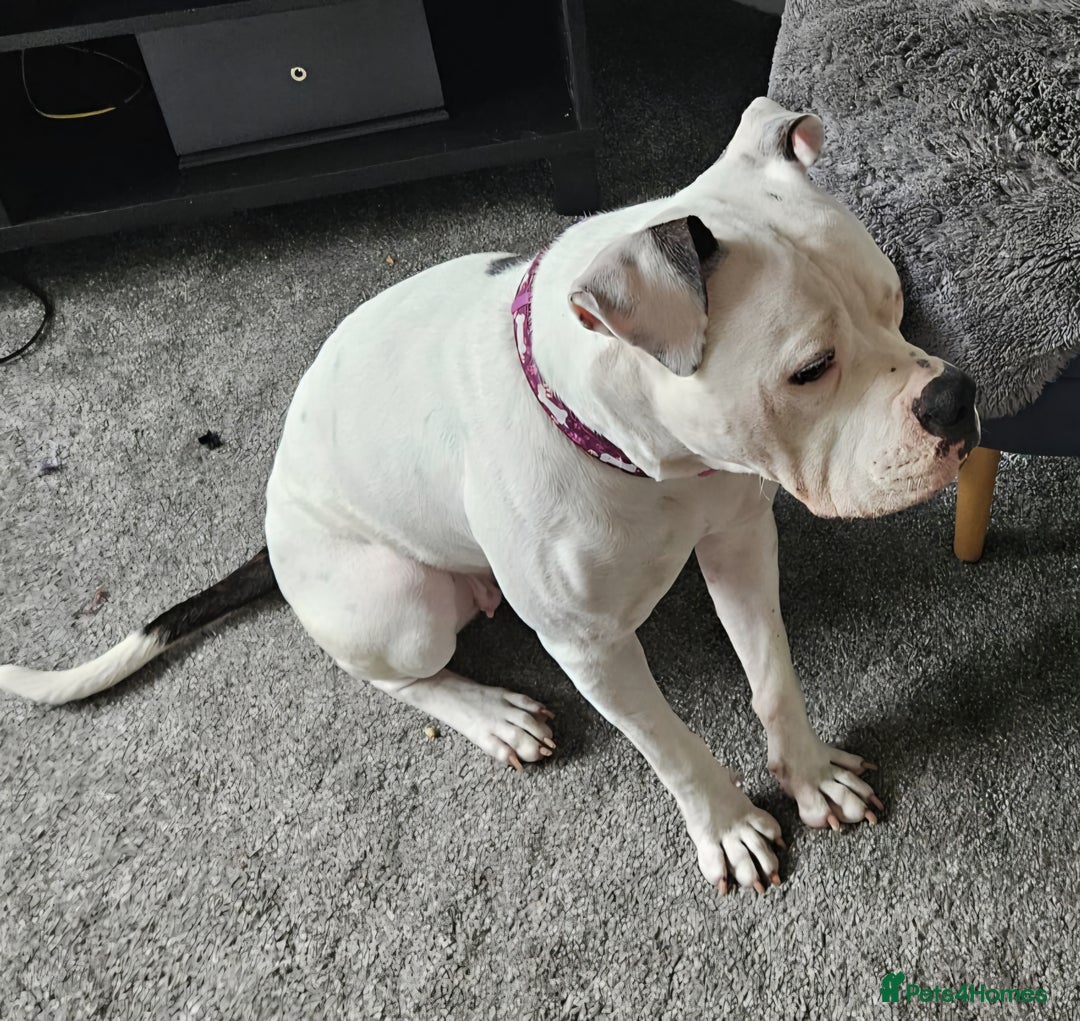 Mixed Breed dogs for sale: Daisy is a one year old American Bully X Boxer   - Image 1