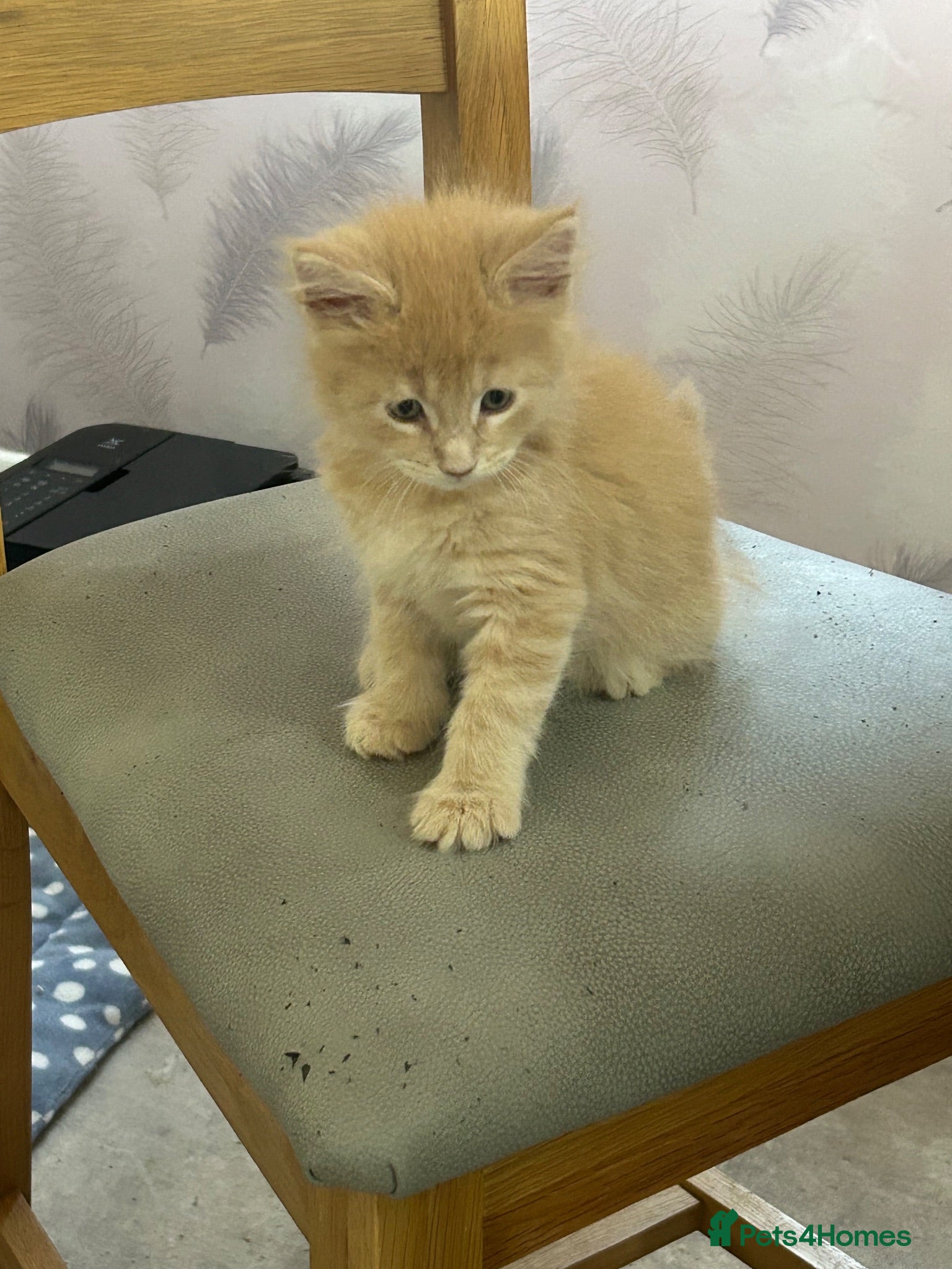 Maine Coon cats 2  red/silver  pure bred Maine coons  - Advert 1