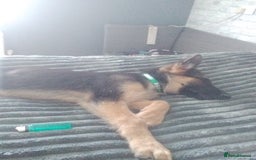 German Shepherd dogs for sale: German shepherd x Belgium malinois  - Image 2