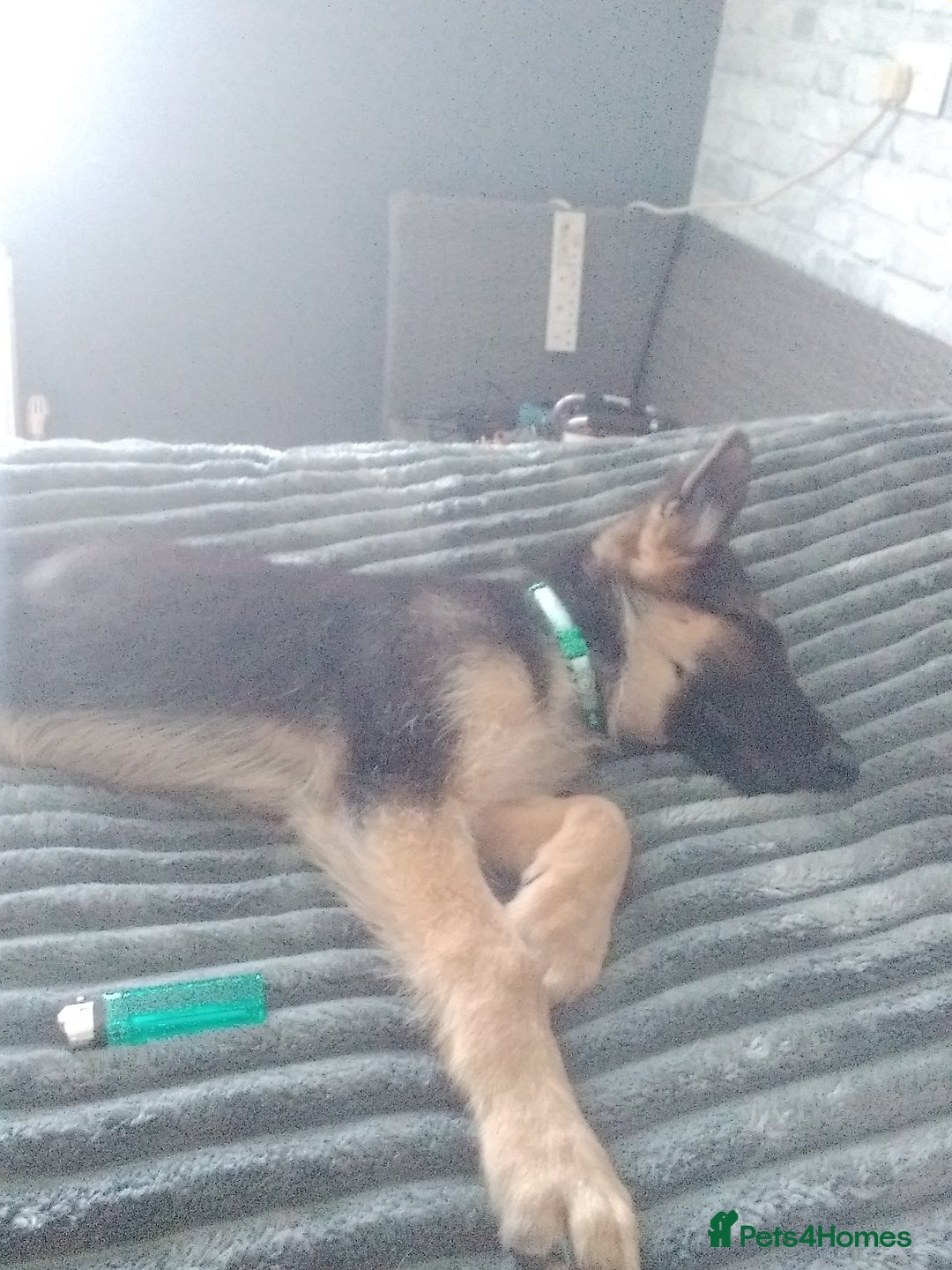 German Shepherd dogs for sale: German shepherd x Belgium malinois  - Image 2