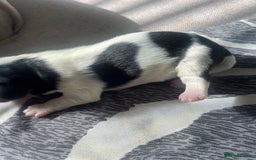 Cavalier King Charles Spaniel dogs for sale: 4 beautiful chunky puppies. 4 days old - Image 7