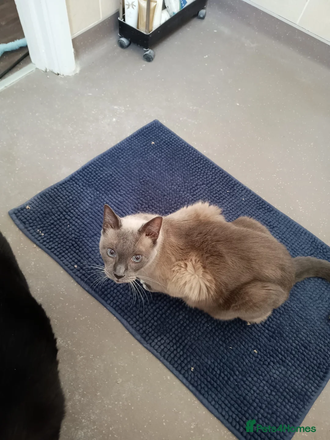 Siamese cats for sale: Lilac point Siamese cat - Advert 1