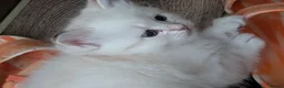 Siberian cats for sale: Siberian kitten  - Advert 13